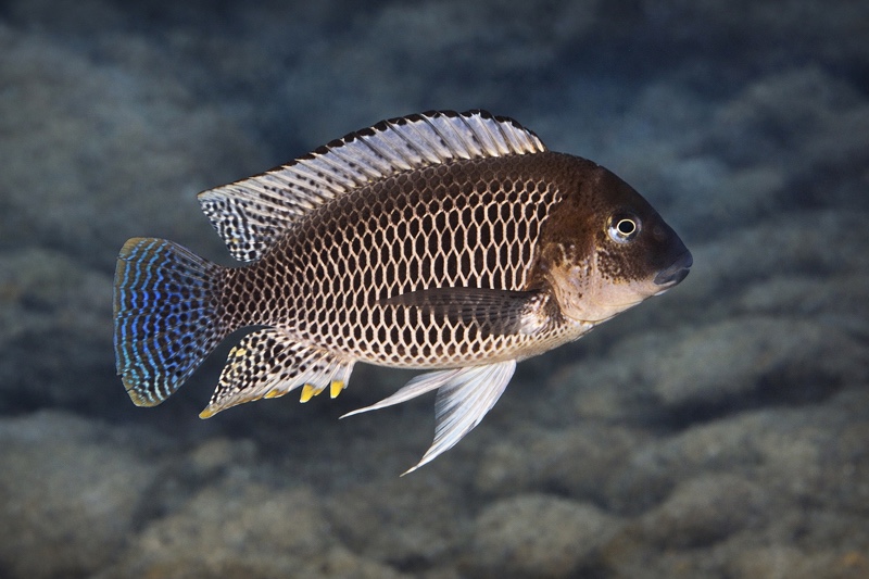 Petrochromis famula 'Mtoto'